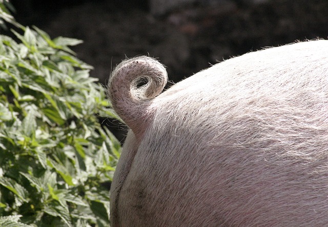 pig tail