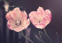 Two Pink Tulips in Bloom