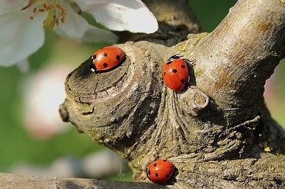 Three red ladybirds with black spots on a branch
