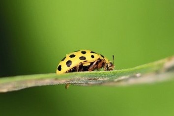 yellow lady bird with black spots on a strand of grass