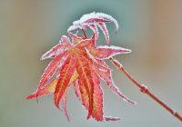 Frosty Maple Leaf