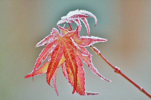Frosty Maple Leaf 