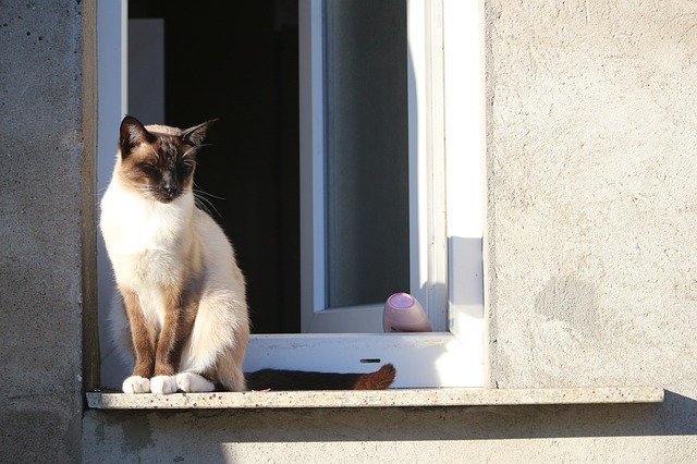 Ravel composed music for his cats!