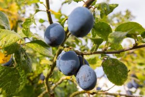 damsons