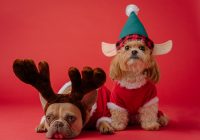 Dogs dressed in Christmas costumes