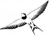 Black and White drawing of a swallow