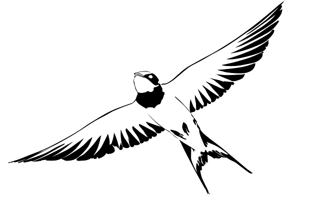 Black and White drawing of a swallow