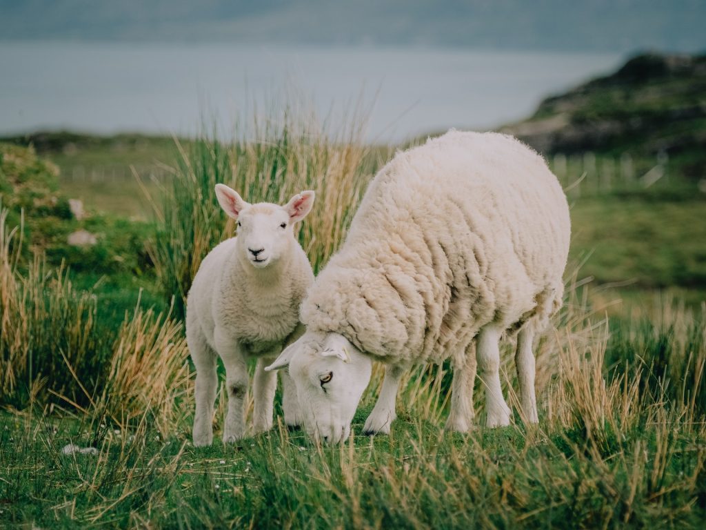 Spring lamb in the field