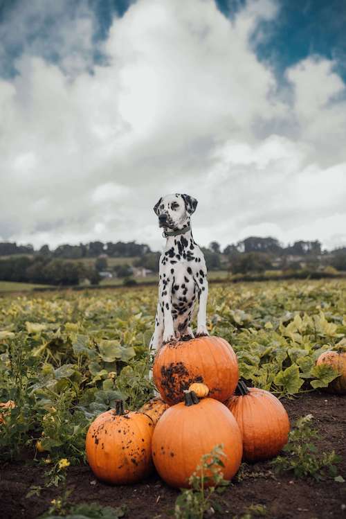 Dalmation with pumpkins for halloween music
