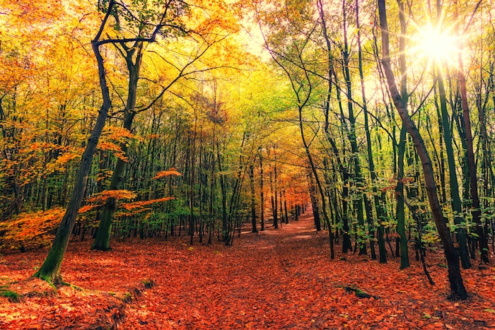 Autumn trees
