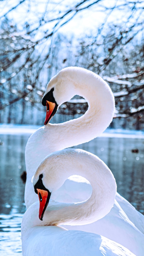Carnival of the Animals - Swans