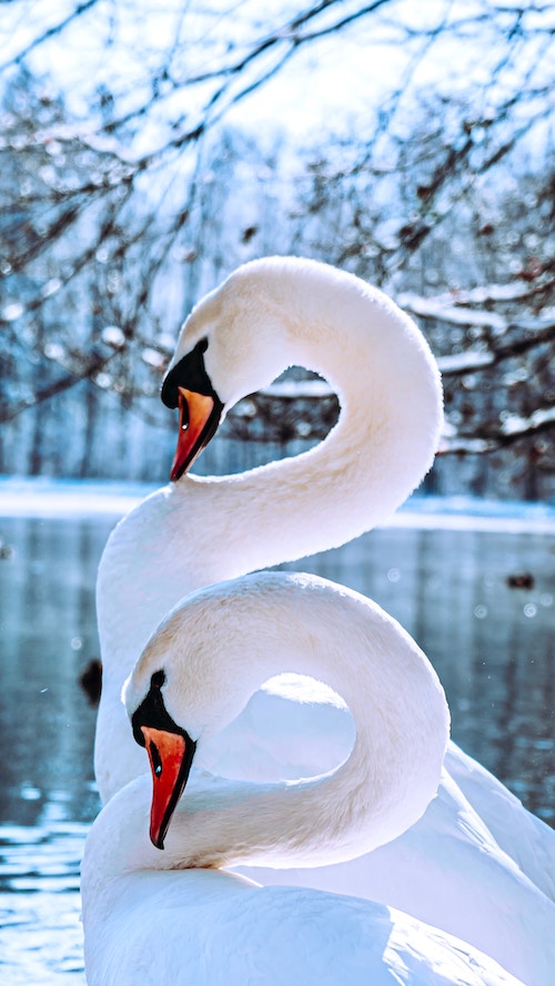 Carnival of the Animals - Swans