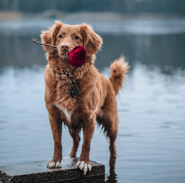 St. Valentine's Day Dog