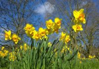 Spring Daffodils